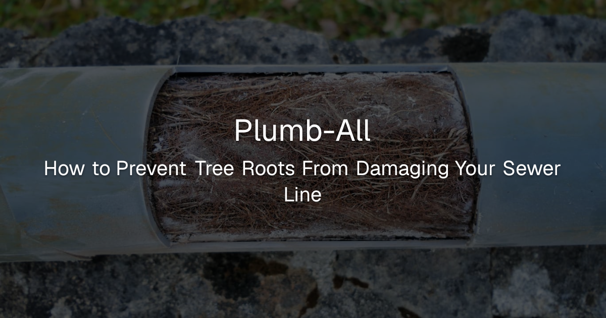 Plumb-All: How to Prevent Tree Roots From Damaging Your Sewer Line