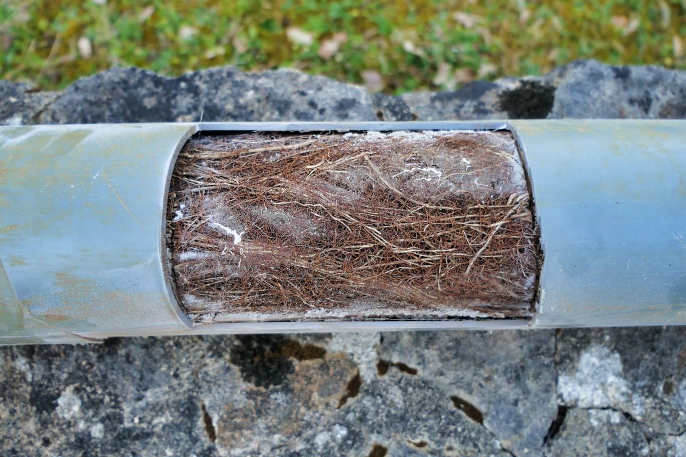 Roots in Pipe